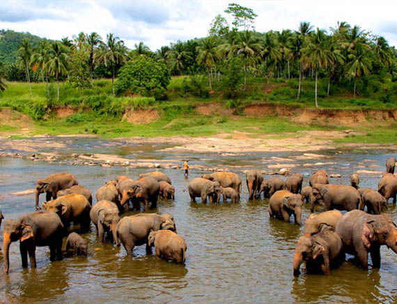inora-travel-lanka-day-tour-pinnawala